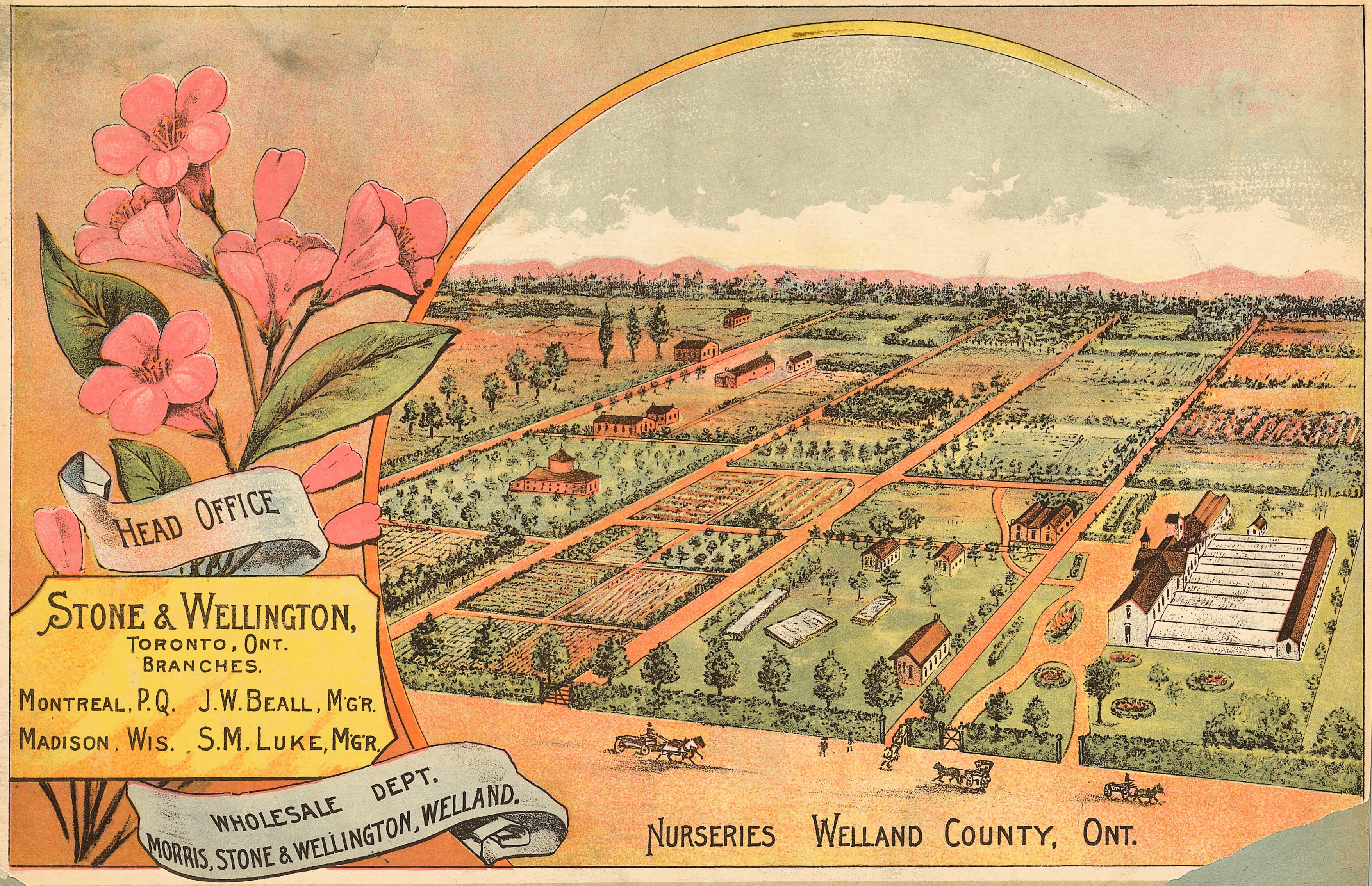 Stone & Wellington Nurseries catalogue 1895