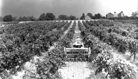 Brights winery grape fields