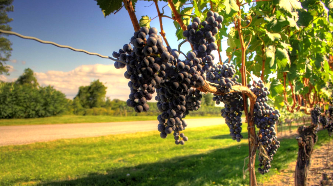 Grapes on the vine