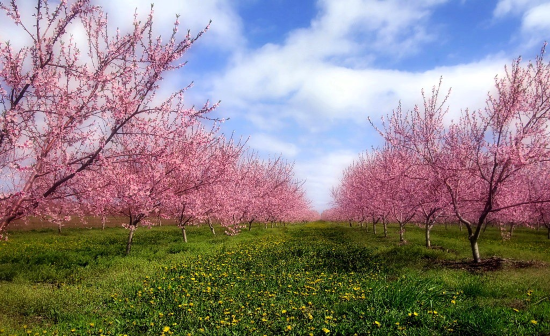 Apple Blossoms